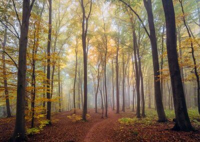 Herbstlicher Wanderweg im Pfälzerwald